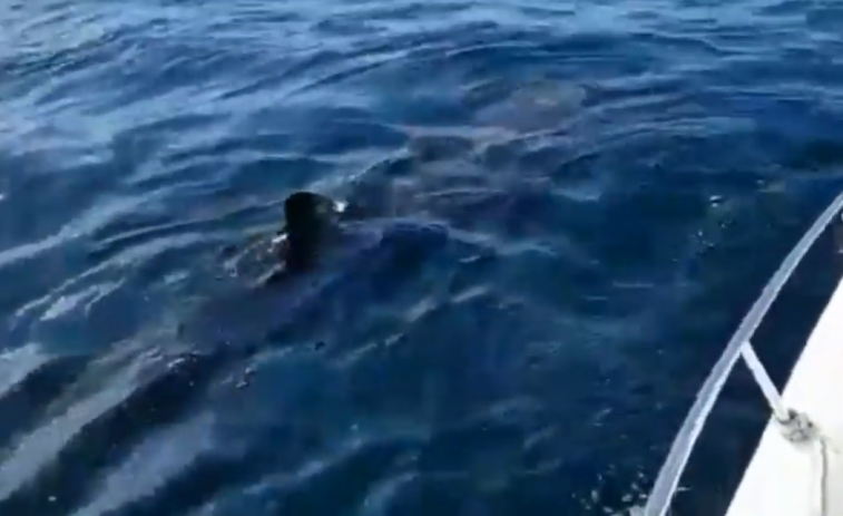 (VÍDEO) Un tiburón de siete metros en las aguas de Galicia