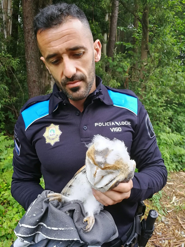 La Policía Local de Vigo rescata un polluelo de lechuza que cayó de un nido y estaba desnutrido