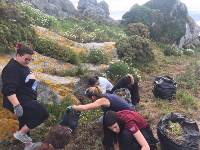 Una treintena de voluntarios retiran de las islas Cíes y Ons más de 1.400 kilos de plantas invasoras