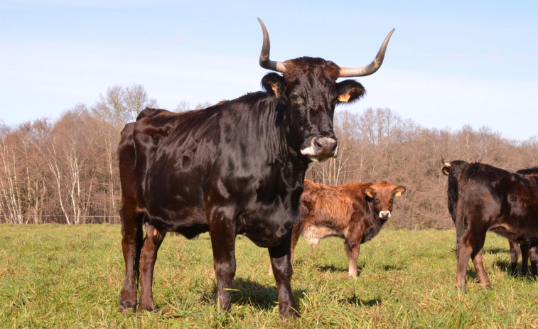 Naciones Unidas aplaude la recuperación de las vacas gallegas 'caldelás'