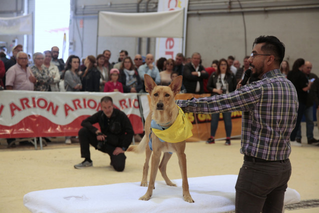 La feria Semana Verde de Silleda cierra con actividades caninas, ecuestres, de caza y de motor