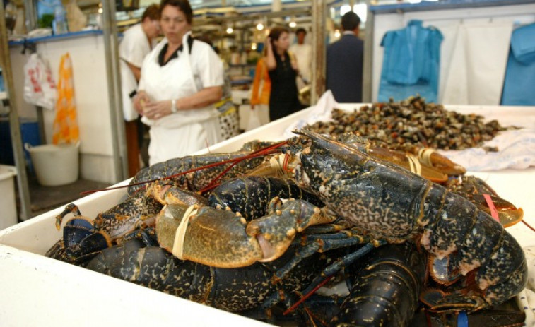 A partir de hoxe, 1 de xullo, permítese a captura do polbo, da nécora e do lumbrigante