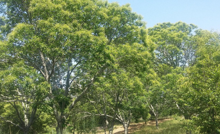 La parcelaria puede acabar con un negocio de castaña ecológica con árboles centenarios