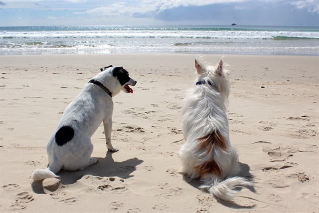 Perros playa