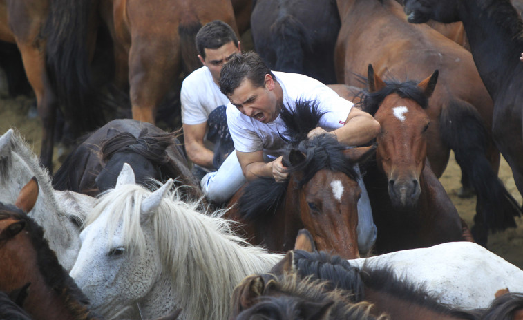 ¿Es a 'Rapa das Bestas' un evento de maltrato animal?