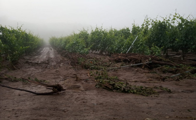 ​La producción de vinos con Denominación de Origen de Valdeorras y Monterrei en jaque por las tormentas