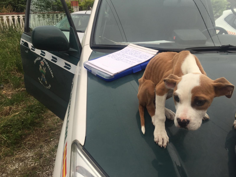 Así de desnutridos estaban tres cachorros hasta que los salvó la Guardia Civil