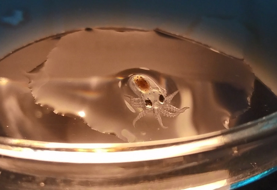 Imagen de un pulpo en acuicultura