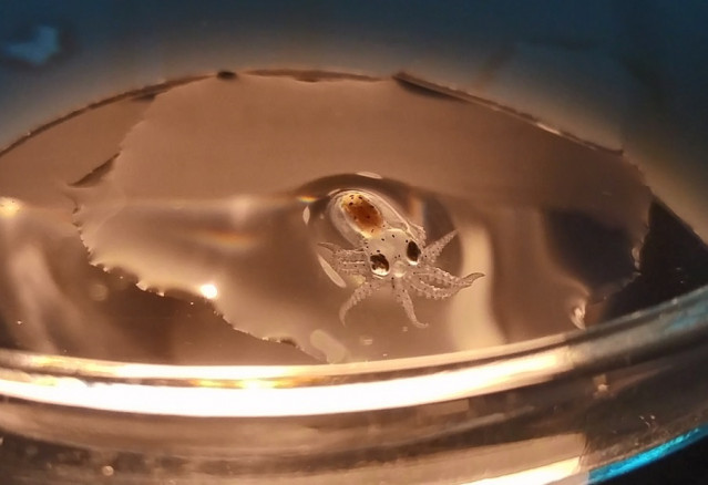 Imagen de un pulpo en acuicultura