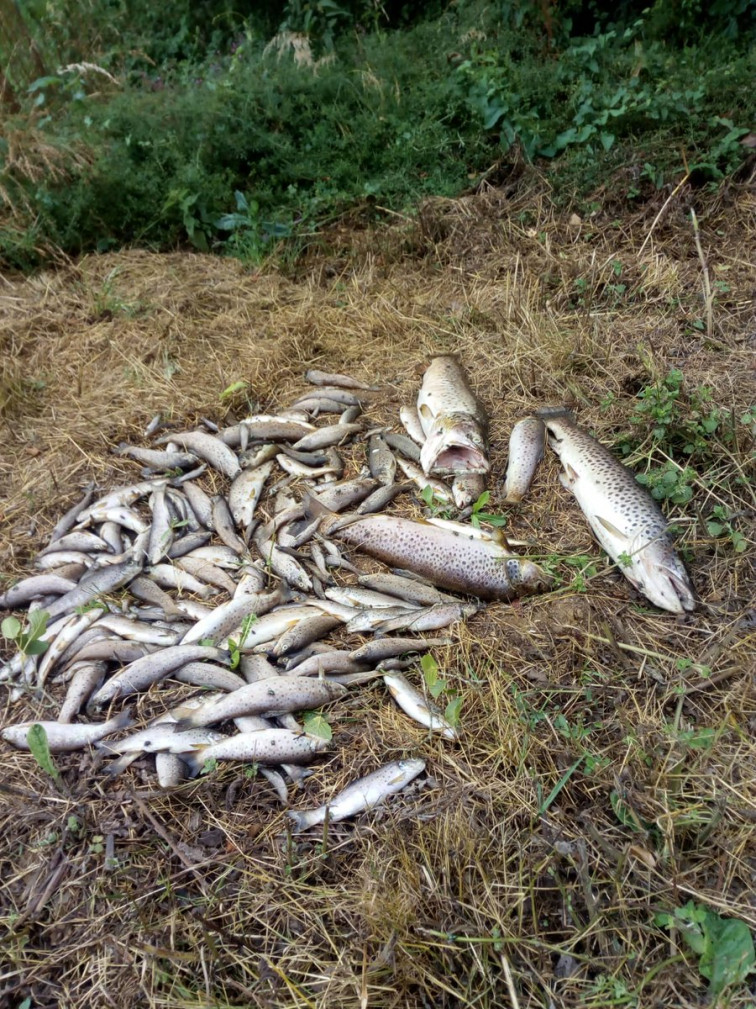 Prohibida indefinidamente la pesca en un río tras el presunto vertido de una empresa participada por la Xunta