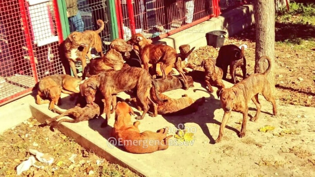 Perros abandonados en Sevilla