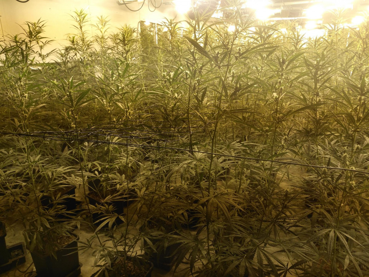 Marihuana intervenida en As Somozas