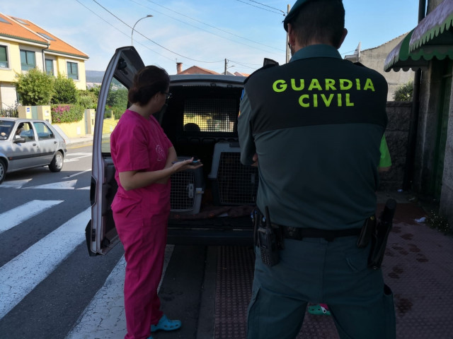 O Seprona e a Garda Civil rescatan a media ducia de cans en Salcedo (Pontevedra)