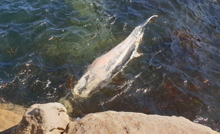 Aparece el cadáver de una ballena en una playa de Cervo