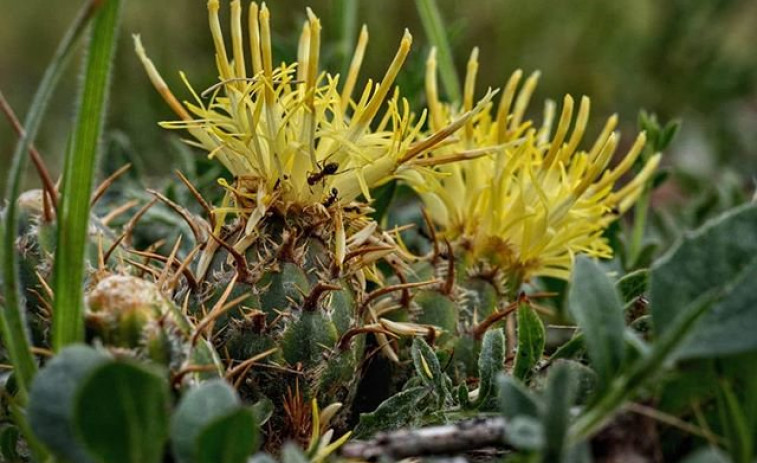 Flor gallega única en el mundo y en peligro de extinción amenazada por 