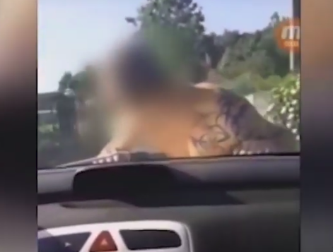 Vídeo: Conduciendo con un amigo sobre el capó y otras cafradas recopiladas por la Guardia Civil en Galicia