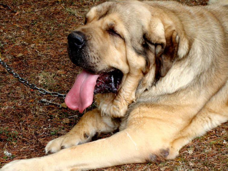 Un perro mastín ataca a la familia que lo cuida dejando una persona grave en O Bolo (Ourense)