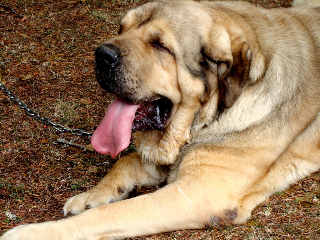 Mastin creative commons