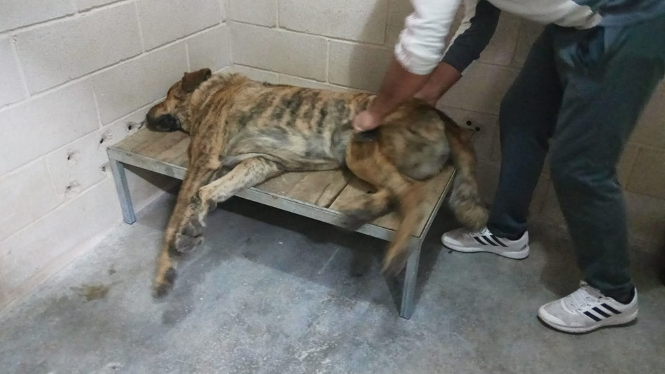 El perro mastu00edn que mordiu00f3 a cuatro personas capturado tras ser sedado en una foto del Voluntariado Protecciu00f3n Civil Ourense Facebook