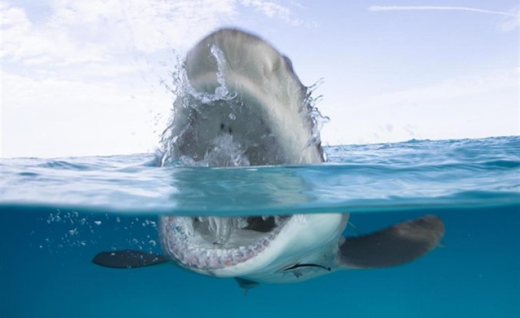 Aviso por tiburones en la playa de A Frouxeira de Valdoviño