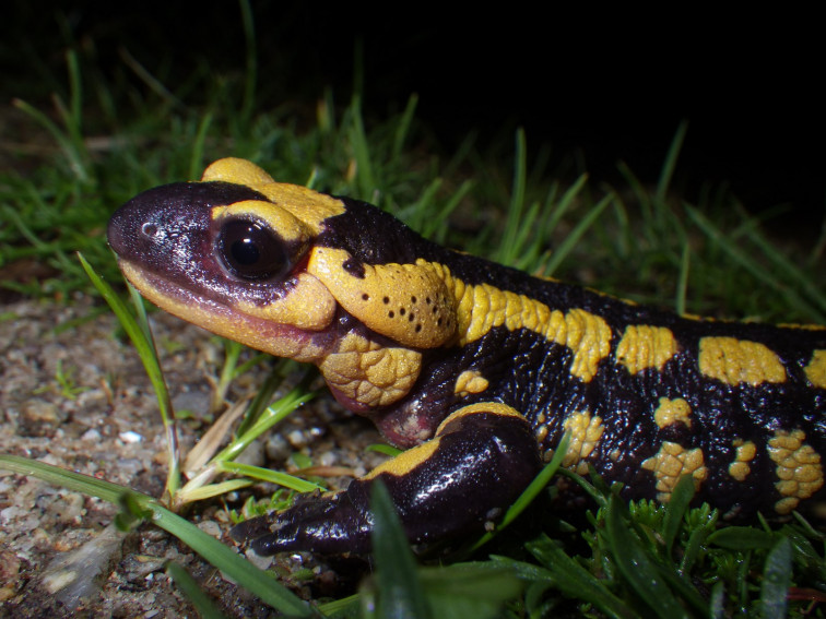 As píntegas presentan un novo modo de reproducción vivíparo nas Illas de Ons e San Martiño