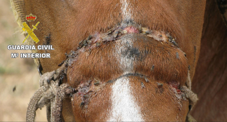 Investigado el propietario de una yegua en Coristanco por causarle 