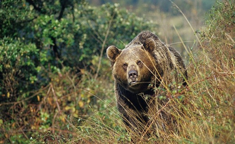 ​La Xunta amenaza la población del oso pardo mientras participa en seminarios para su conservación