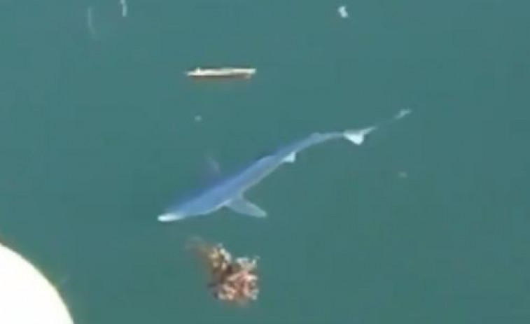 Filman un tiburón azul en el puerto de Muros (vídeo)
