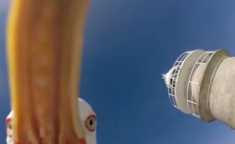 Buscan nome á gaivota que gravou un vídeo de Cíes tras roubar unha “GoPro”
