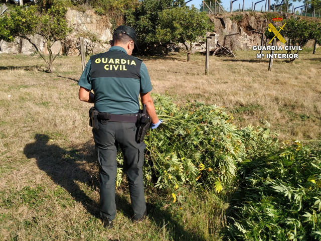 Un agente de la Guardia Civil junto a plantas de marihuana incautadas en Pontecesures (Pontevedra)