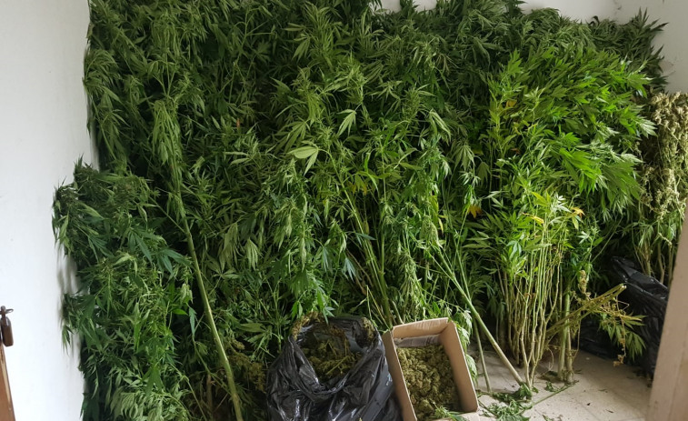 Un huerto en Begonte con 255 plantas de marihuana