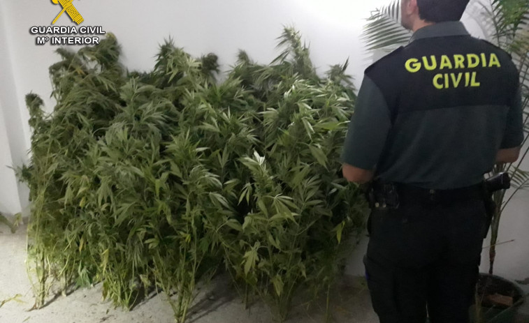 Sexagenario con 16 plantas de marihuana en su invernadero de O Barco de Valdeorrras