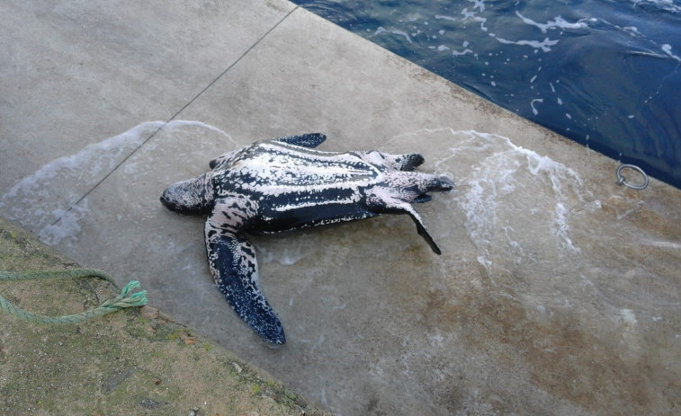 Una tortuga de más de dos metros aparece muerta en Malpica
