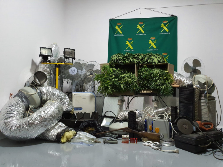 (VÍDEO) Así decomisan una plantación de marihuana en Ourol con 136 plantas intervenidas