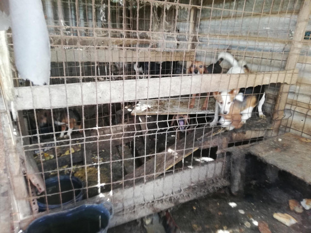 La Guardia Civil denuncia a un vecino de Cambre (A Coruña) por presunto maltrato animal