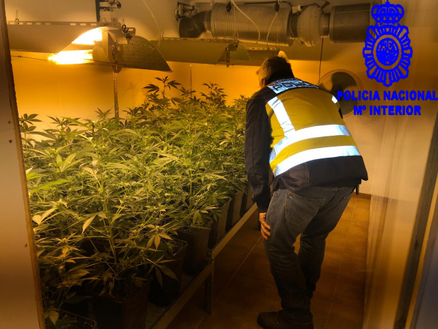 Imagen de la plantación de marihuana.