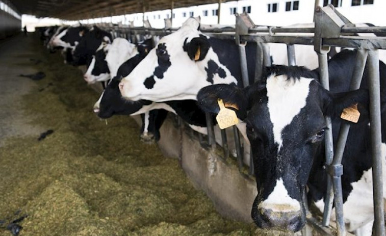 ​Más productores de leche que en 2015 pero misma realidad: Galicia sigue a la cola en los precios