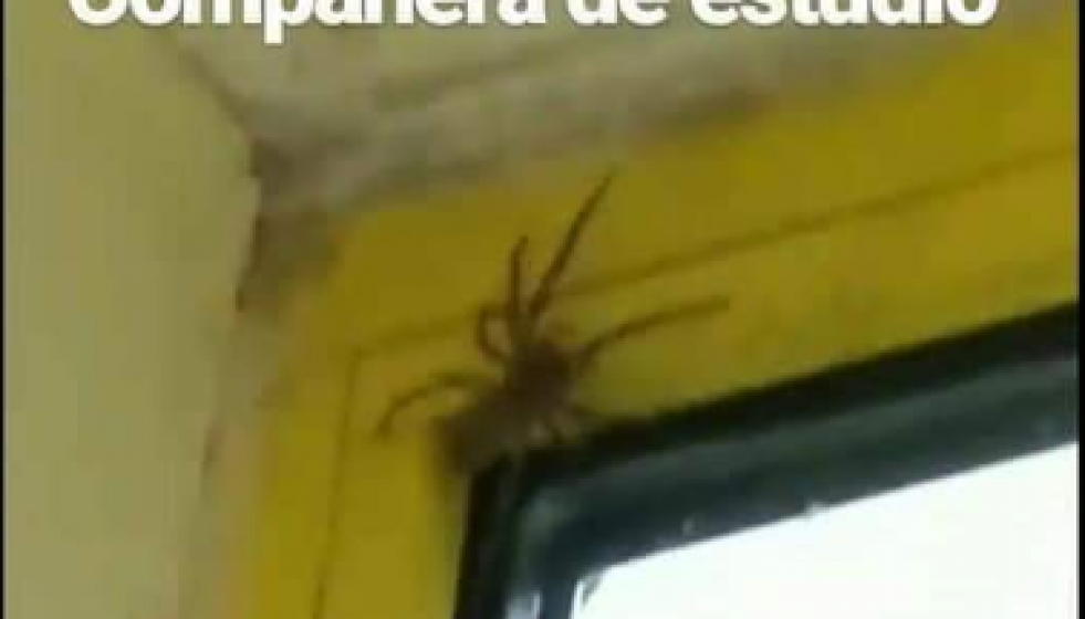 Araña conservatorio vigo