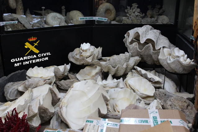 La Guardia Civil interviene unas 1.300 piezas fósiles, especies protegidas y otros elementos en un establecimiento comercial de Vigo.