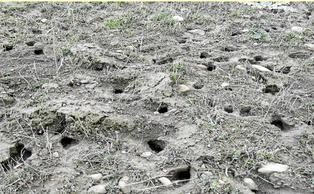 Plaga de ratas topo en varias zonas de Galicia ante la 