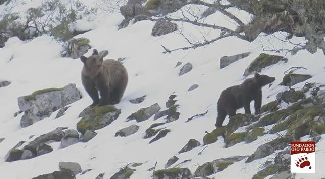 Osos Pardos avistados en la Cordillera Cántabrica