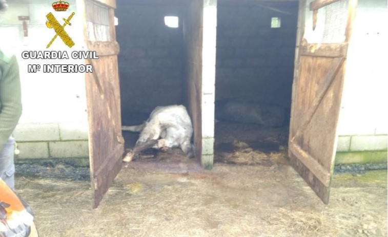 La muerte de siete caballos abre una investigación contra su propietario por malnutrición y maltrato