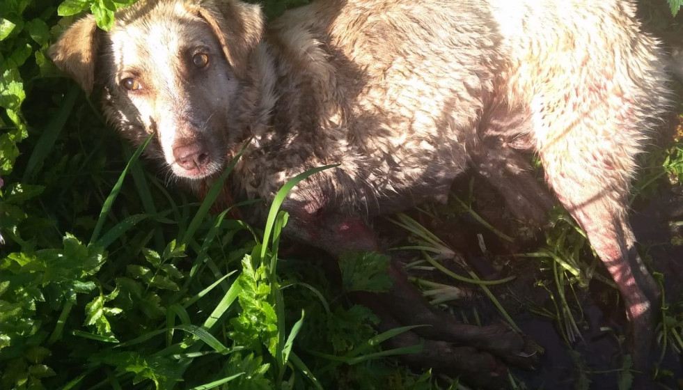 La perra que fue disparada y golpeada por un cazador este sábado en el municipio lucense de Chantada.