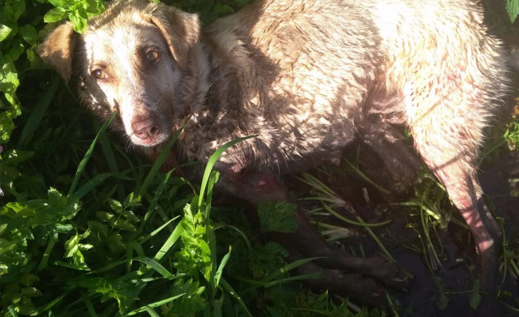 El Colegio de Veterinarios de Lugo también denunciará al cazador que mató a su perra a balazos en Chantada