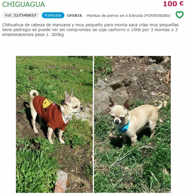 Anuncio de venta de un chihuahua en Milanuncios.