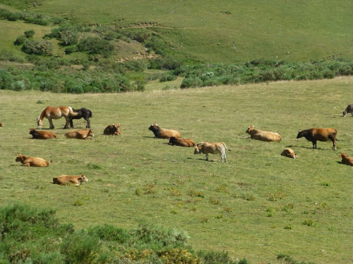 Un estudio analiza la relación entre la masa forestal y el ganado de monte.