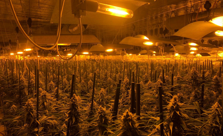 La factura de la luz que destapó la plantación de un sexagenario con un millar de plantas de marihuana