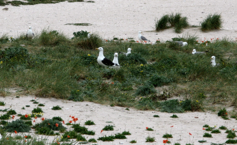 Medio Ambiente confirma a reprodución do pato frisado, da gabita e do gaivotón, tres especies moi pouco comúns que crían no arquipélago de Sálvora