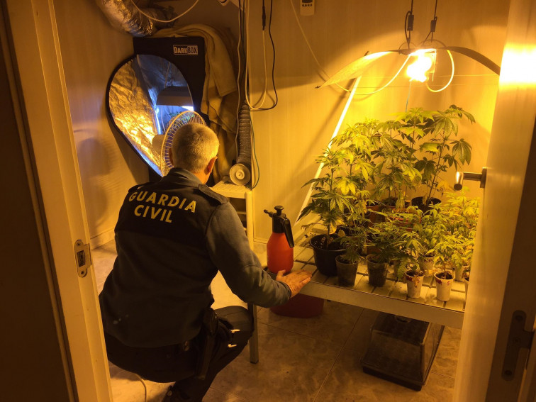 25 plantas de marihuana 