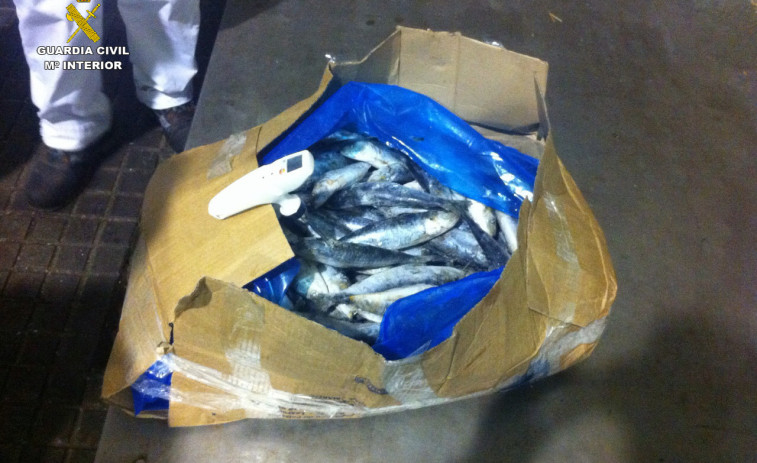 El SEPRONA de La Guardia Civil  se incauta de 24.000 kilos de sardina congelada